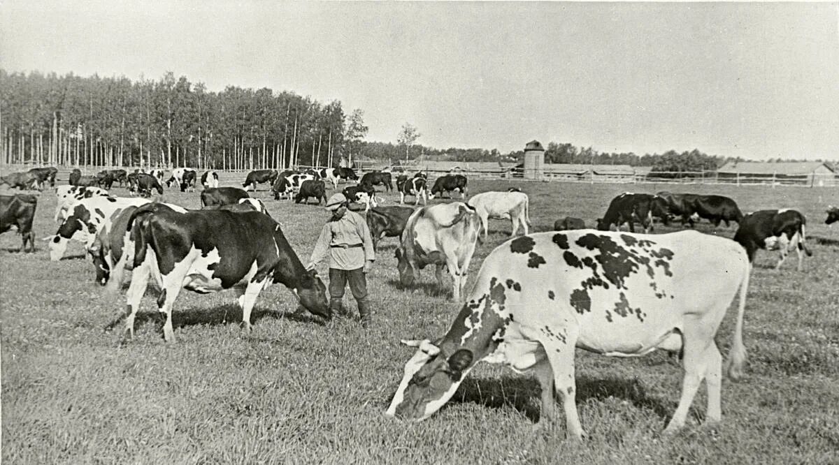 Животноводы колхоз СССР. Сельское хозяйство в 30-е годы в СССР. Колхоз в СССР В 30-Е годы. СССР колхоз 1846. Сельское хозяйство в послевоенное время