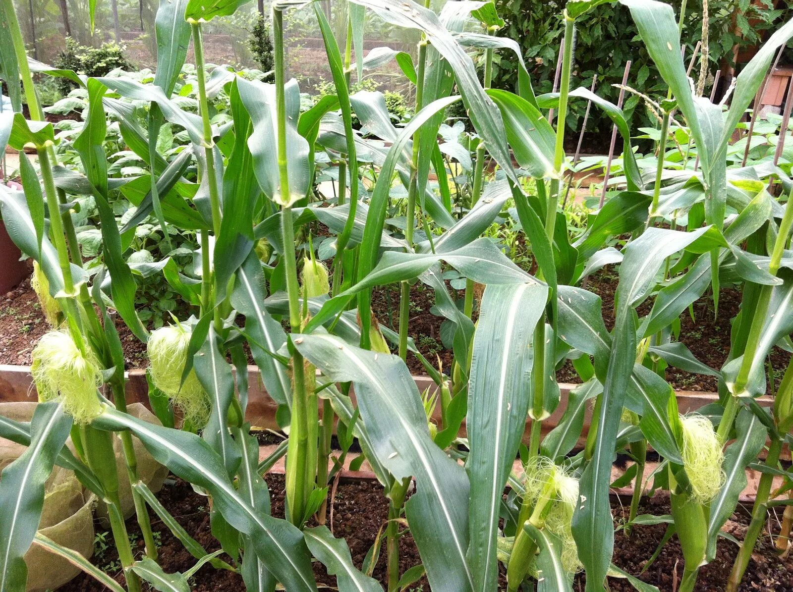 Кукуруза на грядке. Кукуруза сахарная однолетний культурный злак. Кукуруза Мелина. Кукуруза растет на грядке.