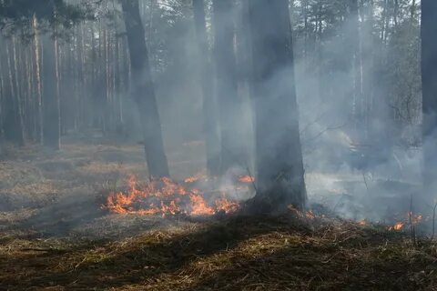Лесные и торфяные