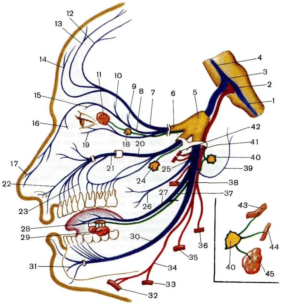 Левый лицевой нерв. Тройничный нерв анатомия. Тройничный нерв (n. trigeminus). 2 Ветвь тройничного нерва анатомия. Иннервация тройничного нерва схема.