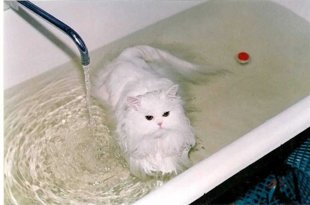 Коты после мытья. Котенок купается. Кошка моется. Котик в ванной. Мокрый котик.