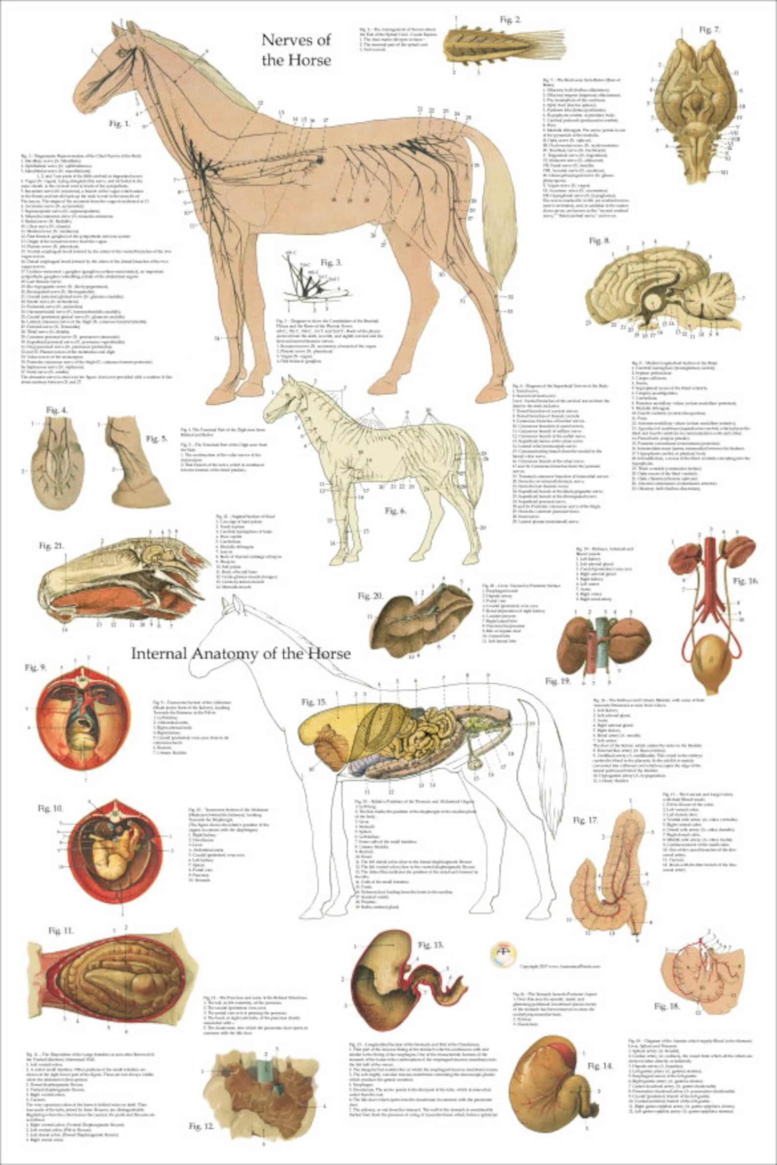 Общее строение организма животного это. Пищеварительная система лошади анатомия. Внутренние органы барана анатомия. Пищеварительная система лошади схема. Анатомия собаки Ветеринария внутренние органы.