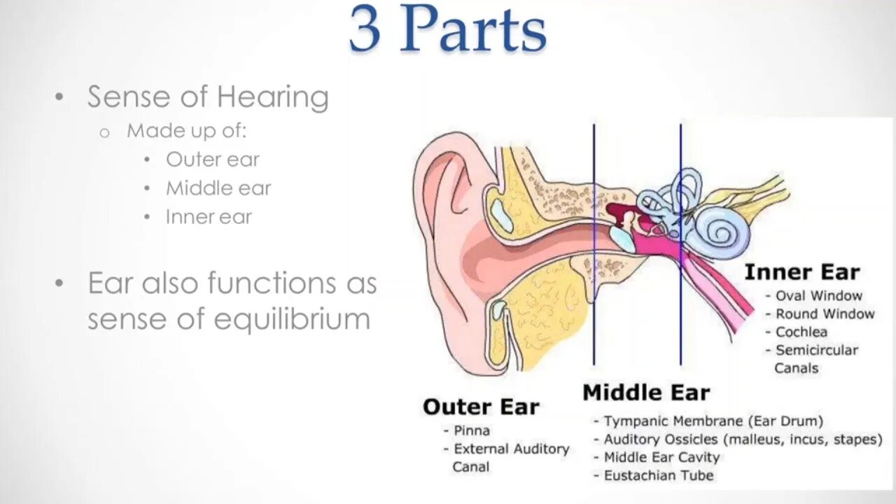 The sense of hearing. Hear hearing. Parts of hearing.