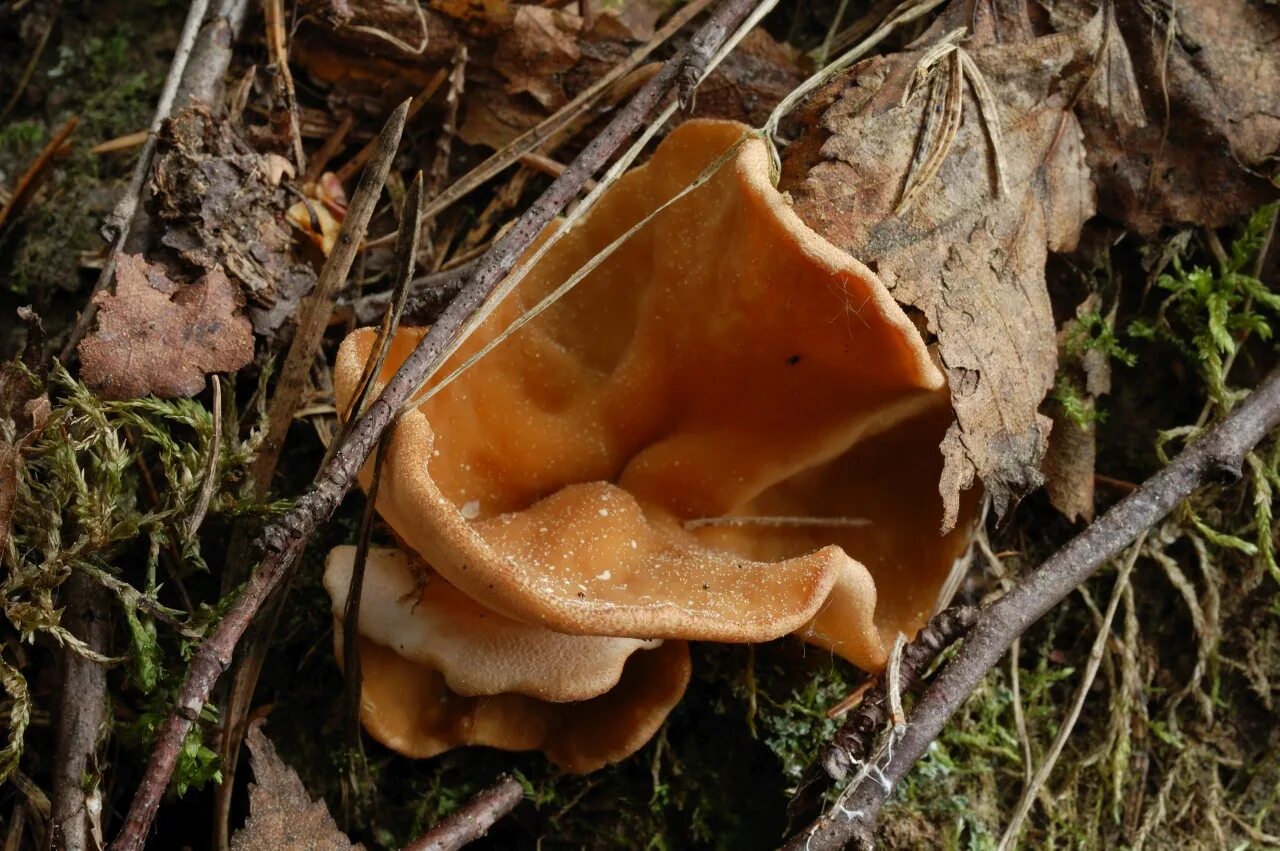 Первые весенние грибы съедобные. Gyromitra leucoxantha. Весенние грибы. Весенние грибы съедобные. Весенние грибы в Подмосковье съедобные.