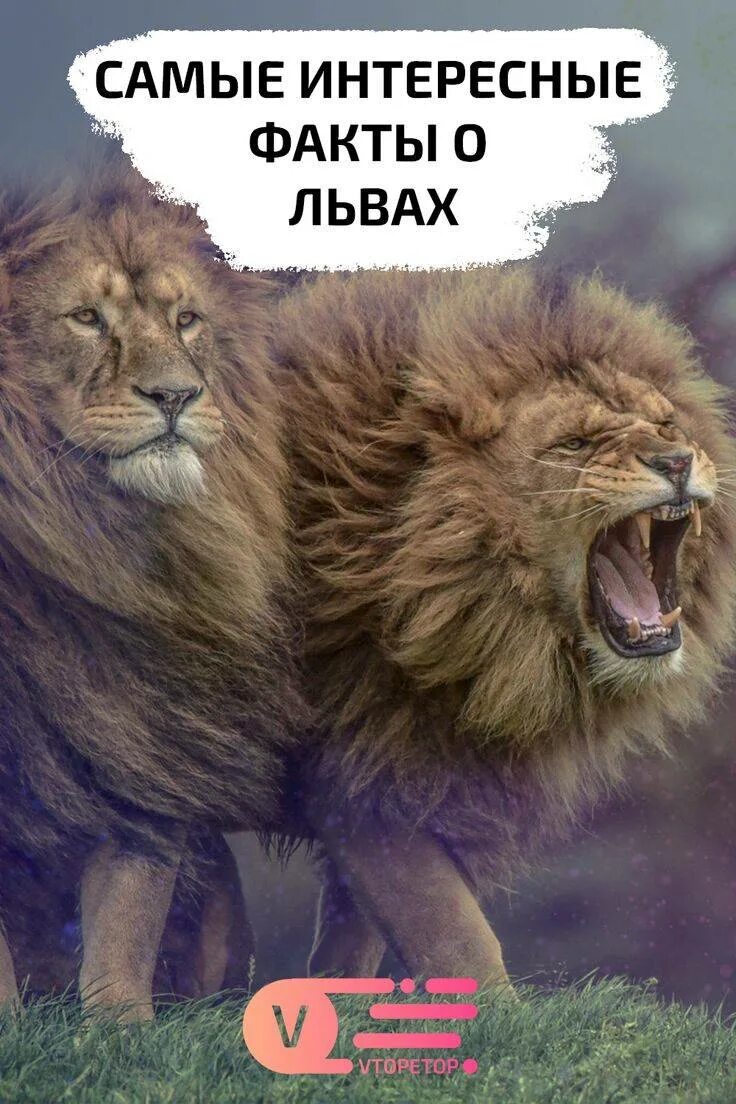 Лев интересные факты. Интересные факты о львах. лев интересный. факты про львов. интересные факты о львах животных.