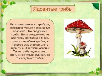 Сообщение о ядовитых грибах