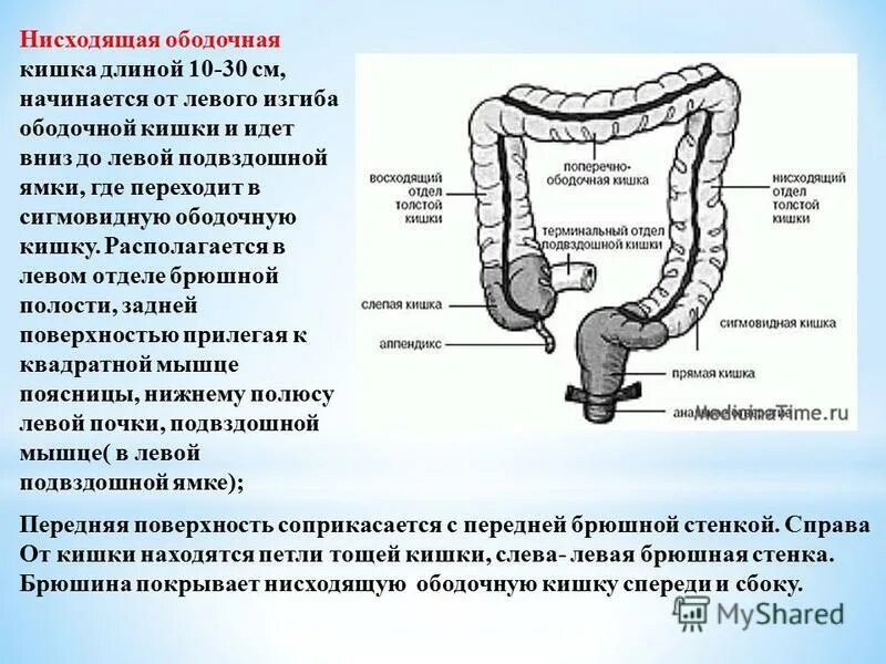 Где находится сигма. Диаметр нисходящей ободочной кишки. Ректомигиодный отдела прямой кишки. Отделы Толстого кишечника анатомия. Нисходящий отдел ободочной кишки анатомия.