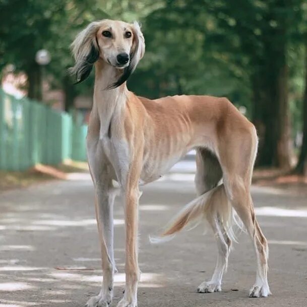 Кошки против собак 2001. Saluki рэпер жена. Аника пурцен. Жена салуки. Салюки.
