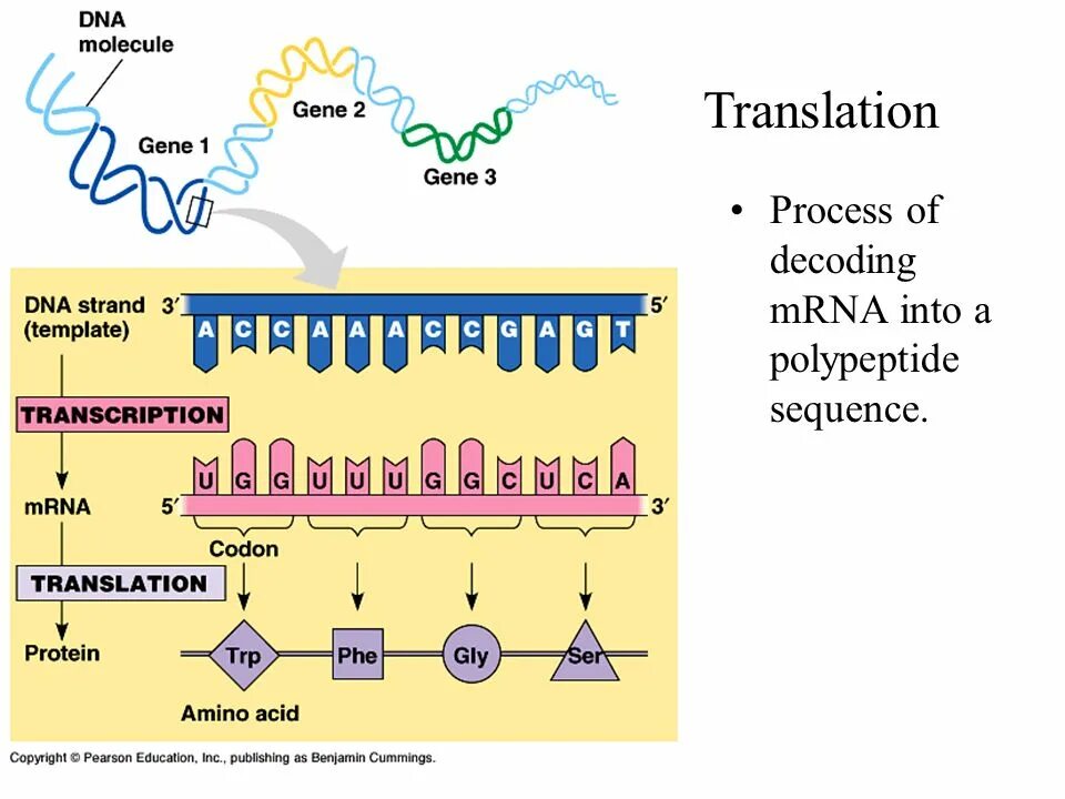 DNA Transcription and translation. DNA Transcription and translation на русском. Translation Protein. Полипептид это РНК или ДНК. Dna перевод