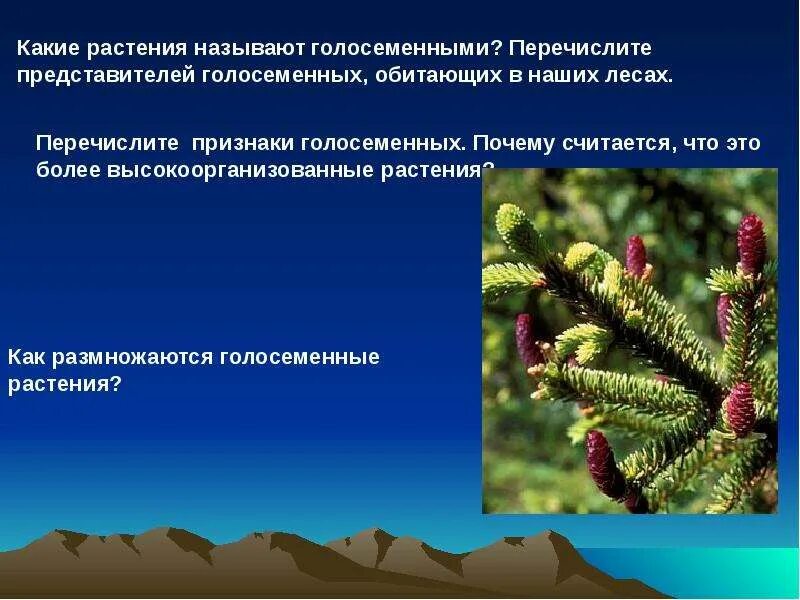 Характеристики голосеменных 7 класс. Характеристика голосеменных 6 класс. Голосеменные мхи. Признаки отдела голосеменных. Перечислите Голосеменные растения.