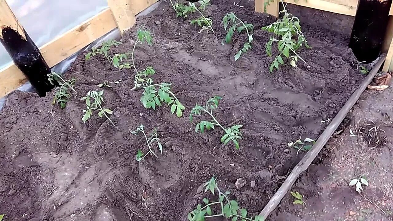 Высадка рассады томатов в грунт. Высаживание рассады томатов. Подвязка рассады помидор. Посадка томатов на рассаду.