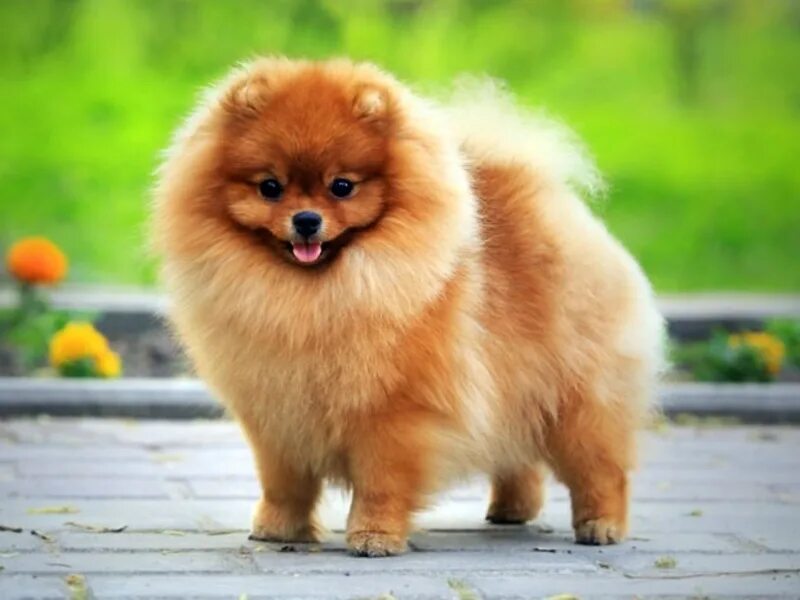 померанский шпиц годы. померанский шпиц годы. померанский шпиц годы. шпиц померанский карликовый. померанский шпиц 6.