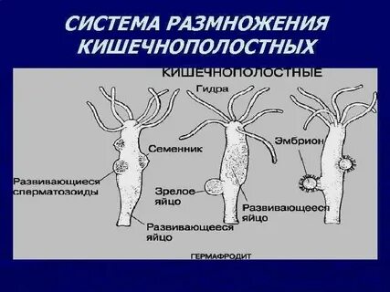 Бесполое поколение кишечнополостных