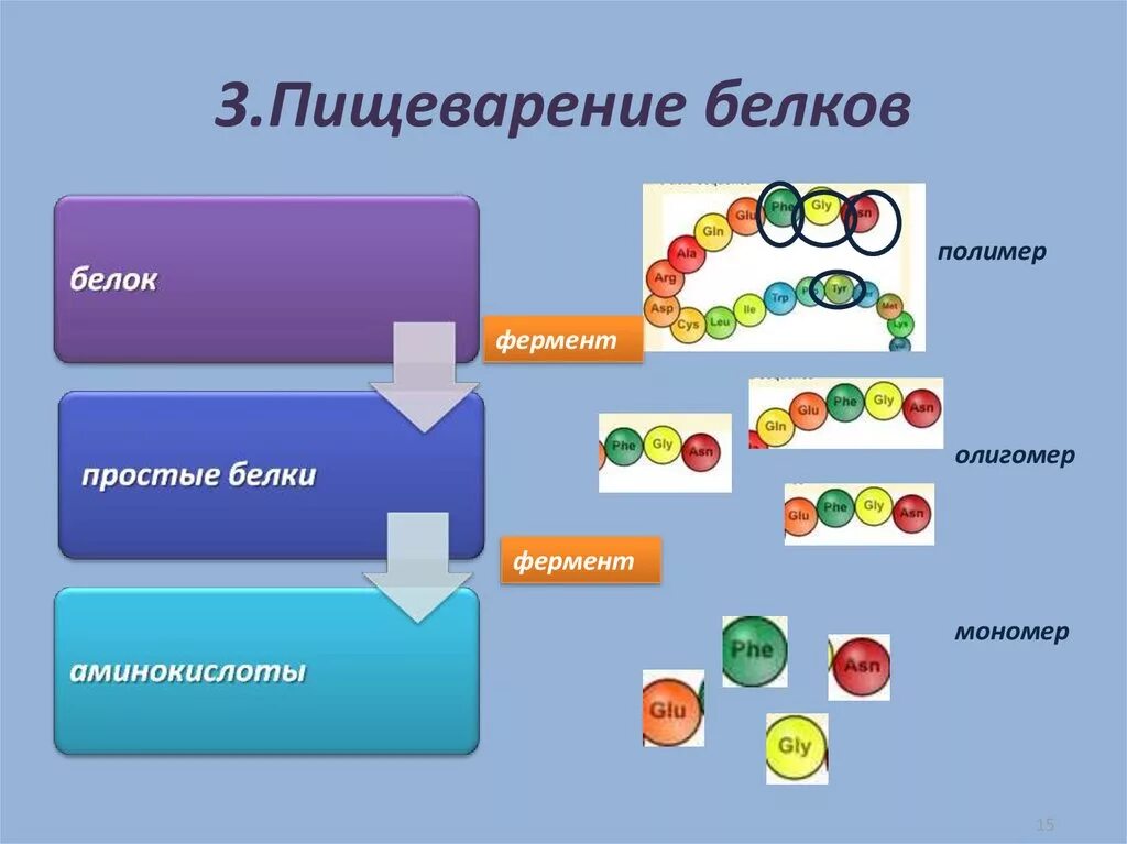 Содержит ферменты расщепляющие белки жиры. Переваривание белков. НЕПЕРЕВАРИВАНИЕ белков. Схема расщепления белков. Пищеварение белки.