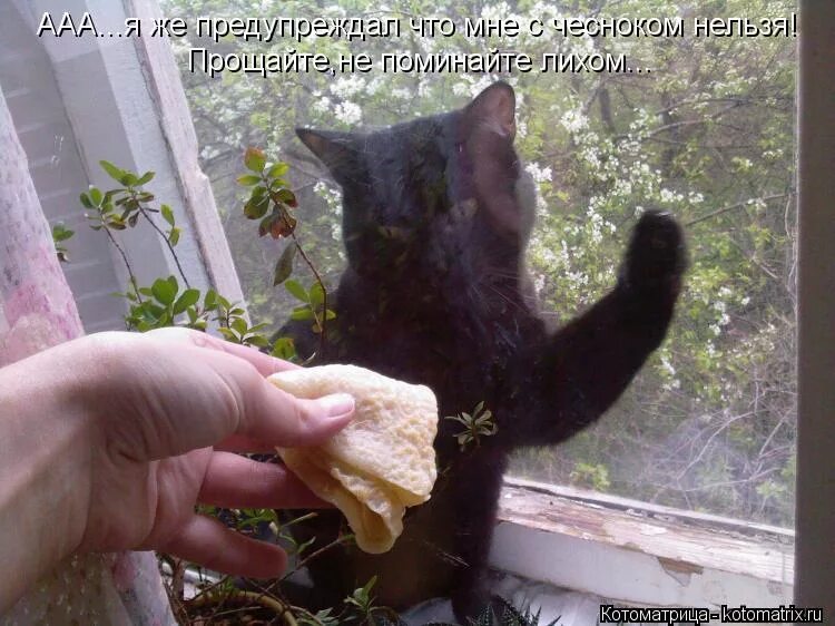 Девушка в тумане. Смешные лапки кота. Не будите лихо пока оно тихо. Цитаты обо мне. Картины нашего детства.