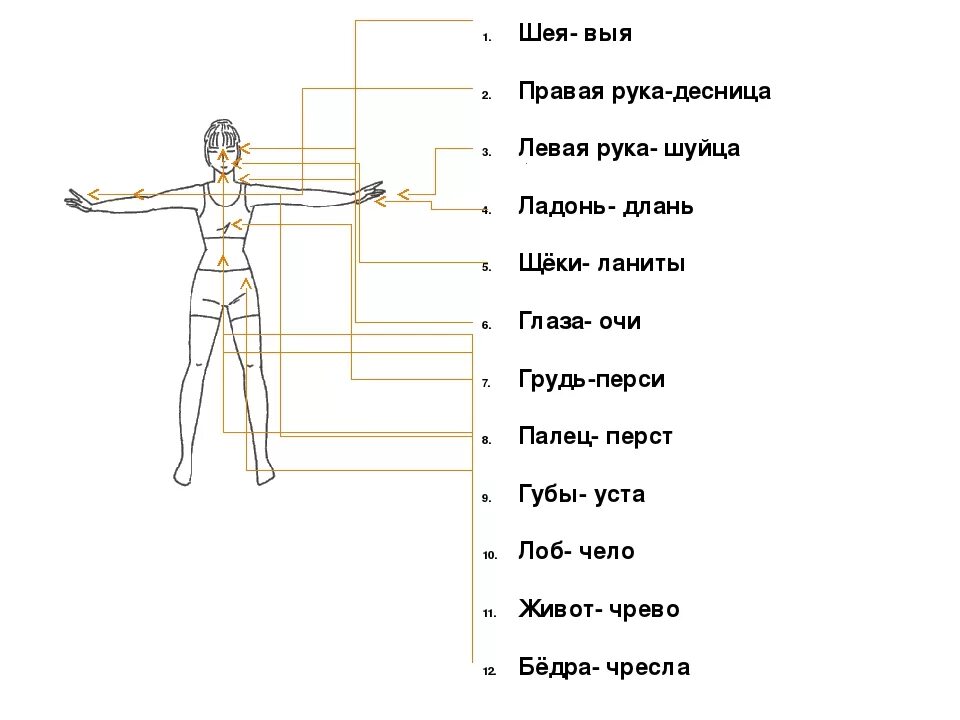 Древнииназвани частей тела. Древнерусские названия частей тела. Названия частей тела на древнерусском языке. Старые названия частей тела человека.