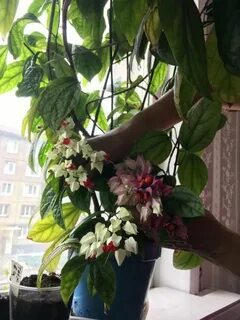 Почему не цветет клеродендрум