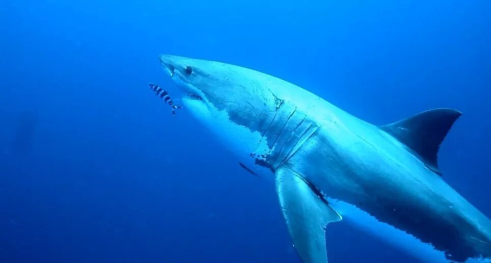 Тигровая акула. Тигровая акула. Суповая акула. Фигурка "длиннокрылая акула". Фигурка safari ltd sea life акула-молот 210702.