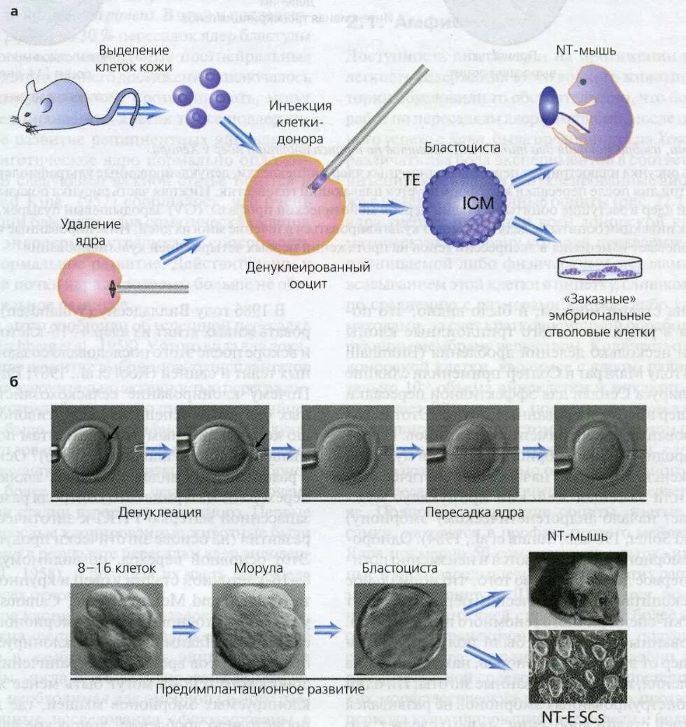 Пересадка ядер клеток эмбрионов. Пересадка клеточных ядер. . Метод трансплантации ядер клеток. Пересаживание ядер в клетки. Пересадка ядер соматических клеток.
