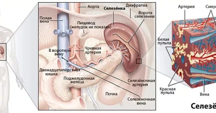 Селезенка где находится и как лечить. Селезенка расположение в организме. селезенка анатомия расположение. органы человека селезенка. строение человека внутренние органы селезенка.