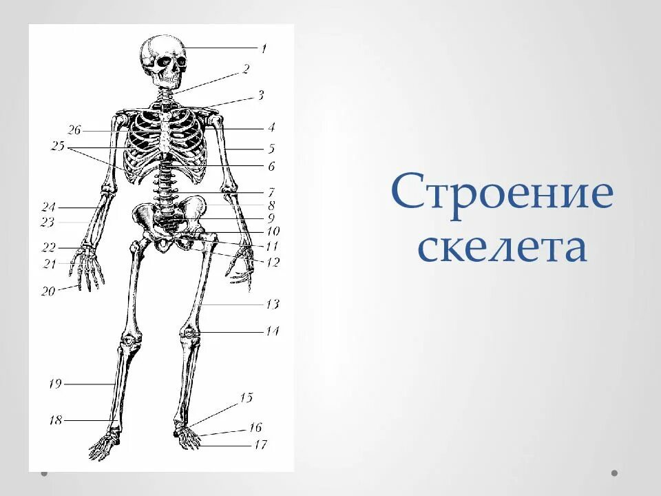 Скелет человека с названием костей 4 класс. Строение скелета человека схема. Рис 13 скелет человека спереди. Скелет человека строение для детей. Доклад на тему скелет человека.