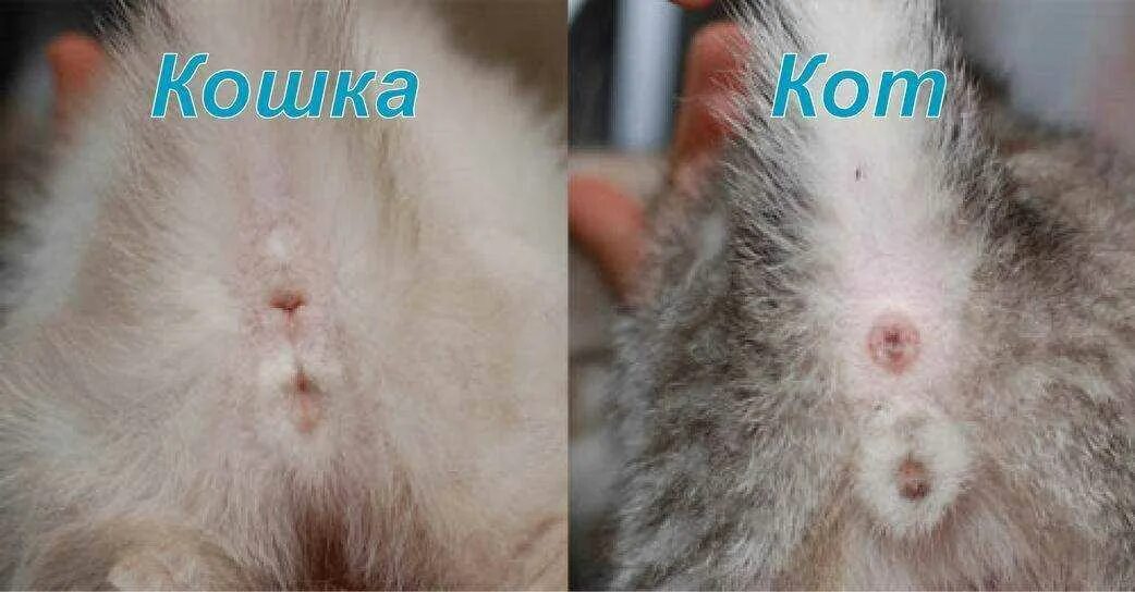 Как различить пол котенка в 1 месяц. Как отличить кот или кошка в 1 месяц. Как определить пол котенка в 1 месяц. Как отличить кота от кошки в маленьком возрасте.