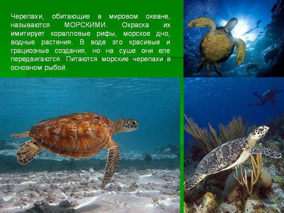 Какой группе морских обитателей относится морская черепаха. Морская черепаха. Черепаха обитающая в воде. Морская черепаха описание. Факты о морских черепахах.