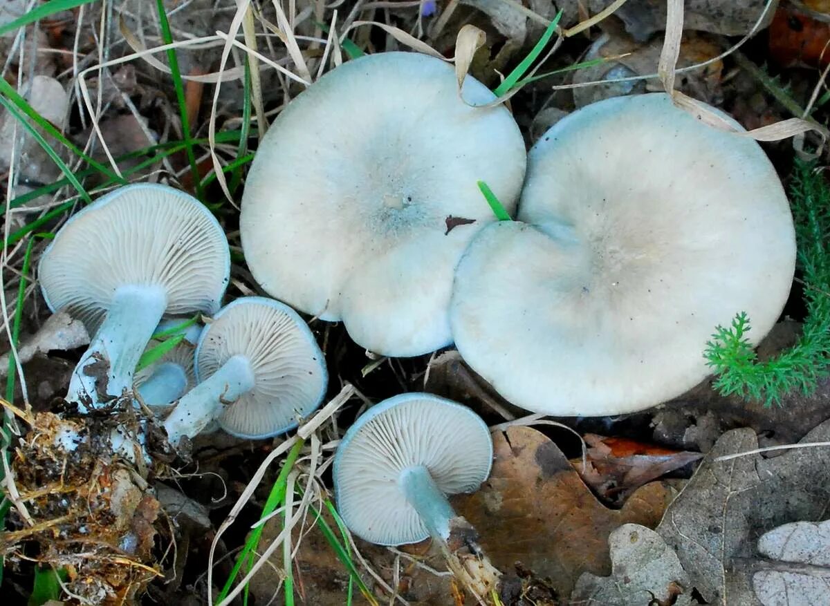 Говорушка восковатая. Говорушка беловатая (Clitocybe dealbata). Говорушка беловатая и восковатая. Говорушка восковатая гриб.