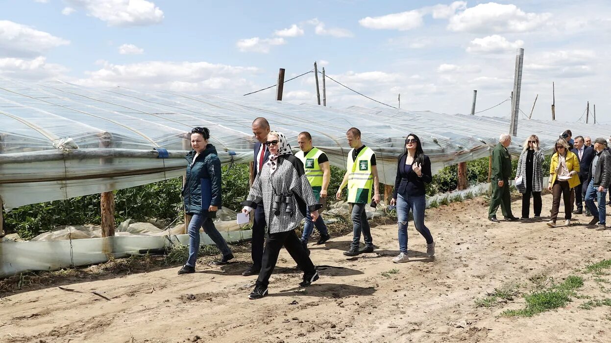 Волгоград ньюс. Тепличное хозяйство в Ивановской области.