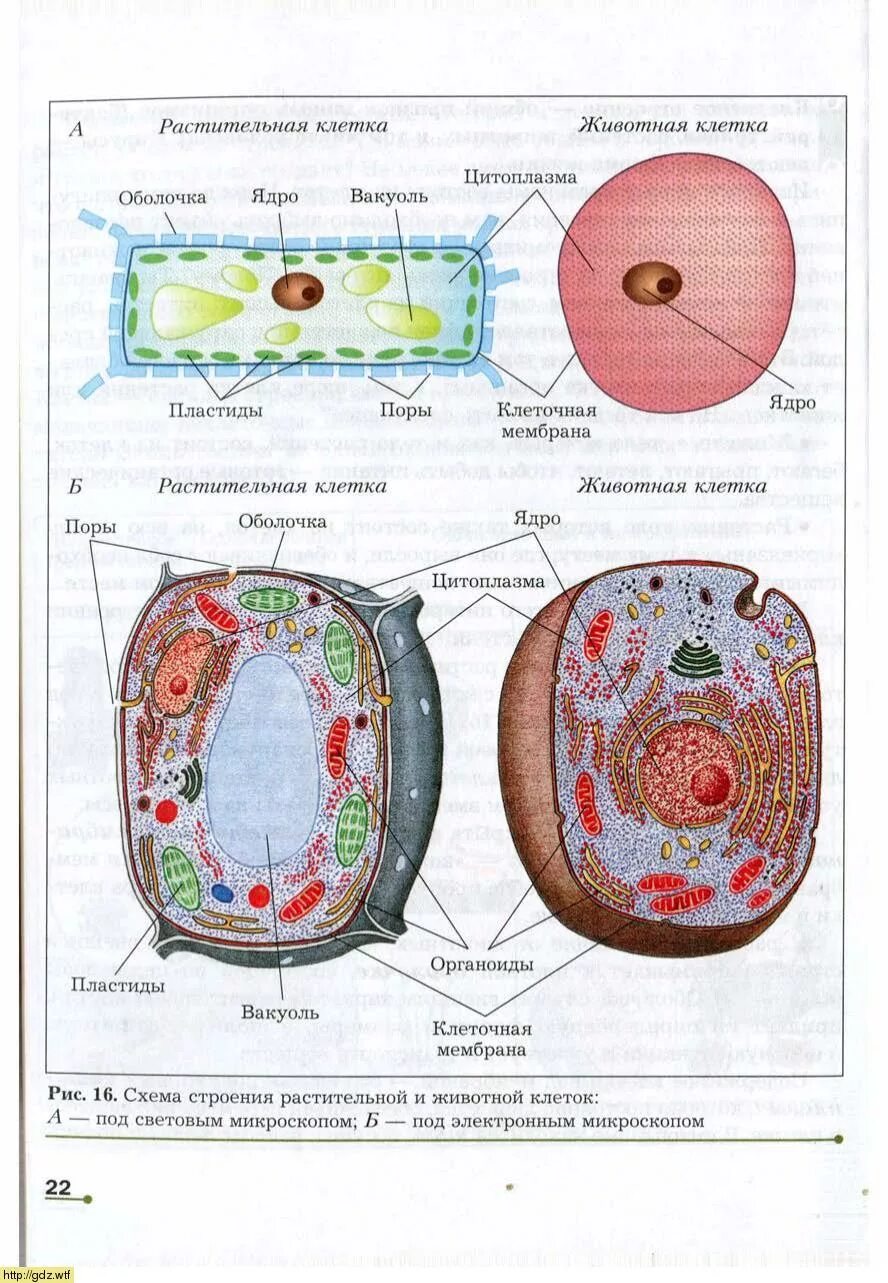 Растительная и животная клетка 5 класс. Строение растительной и животной клетки рисунок. Схема растительной и животной клетки. Растительная и животная КЛТЕК.