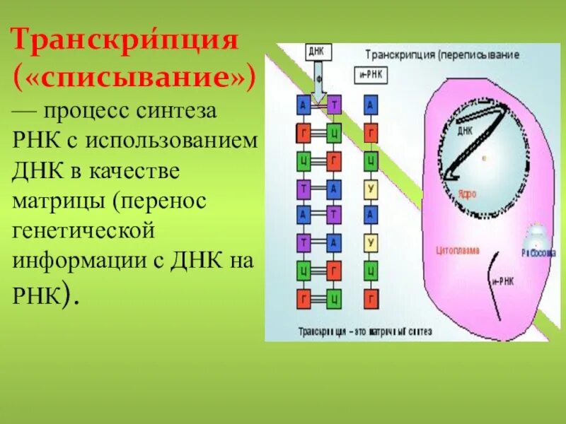 Каждая транскрипция