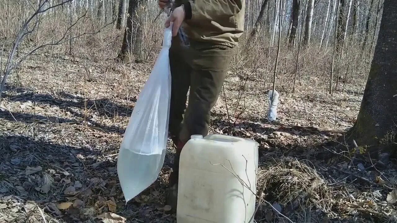 Приспособление для сбора сока. Желоб для сбора березового сока. Для березового сока приспособление. Приспособа для сбора березового сока. Приспособление для березового сока купить