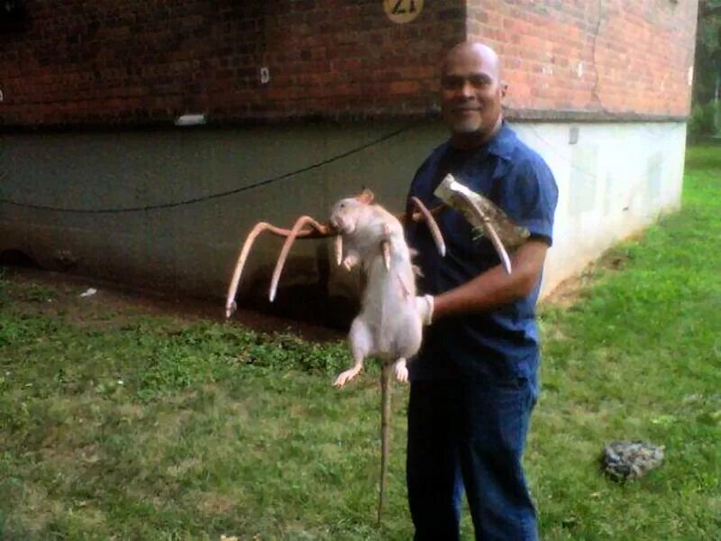 Был неуклюж толстый выше обыкновенного. Самая большая крыса в мире уличная. Samaya Bolshaya krisa.