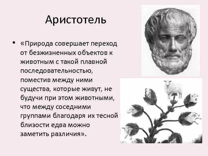 Гипотеза аристотеля. Гипотеза Аристотеля о самозарождении жизни. Аристотель о происхождении жизни. Гипотеза Аристотеля о происхождении жизни на земле. Гипотеза самопроизвольного зарождения жизни.