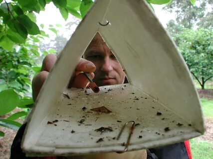 Bookworm insect
