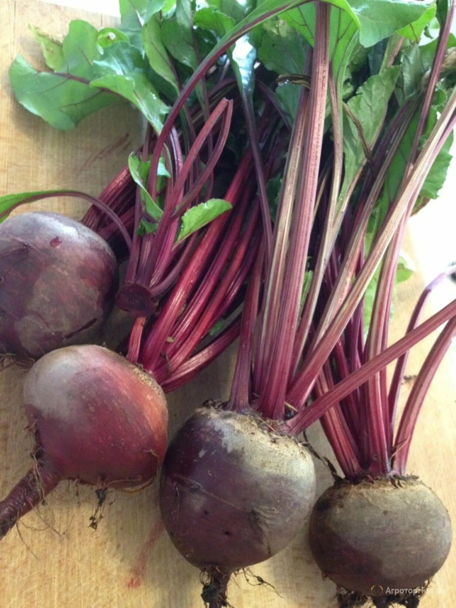 Как выглядит красная свекла Best Brain Foods: Greens and Beets Put to the Test YouTube