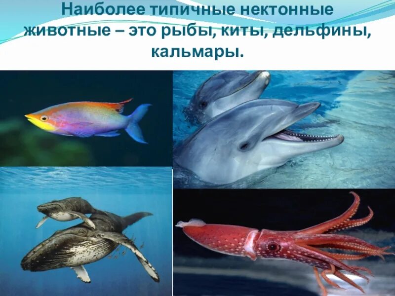 Киты и дельфины относятся к земноводным. Нектонные организмы. нектонные организмы примеры. нектонные рыбы. какие животные относятся к рыбам.