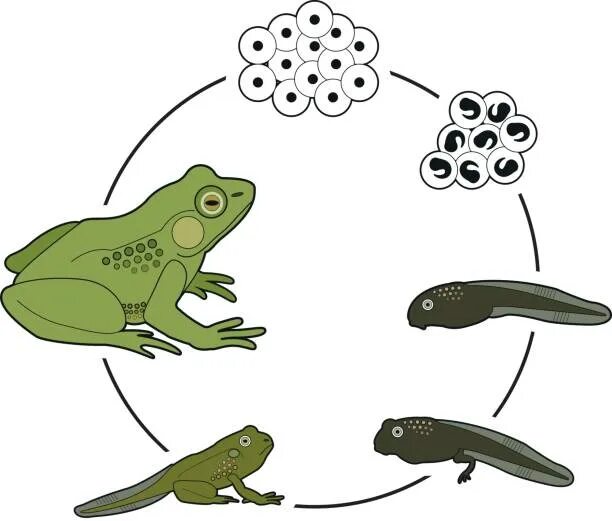 Циклы развития животных. Жизненный цикл морской черепахи. Циклы развития животных. Циклы развития животных. Цепочка развития птиц.