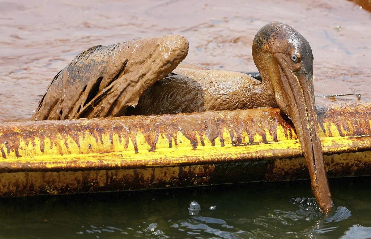 Нарушение среды обитания. Нарушение среды обитания животных. Уничтожение флоры и фауны. Уничтожение мест обитания животных. Вымирание животных и рос.