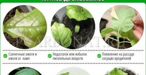 У рассады баклажан белеют листья что делать