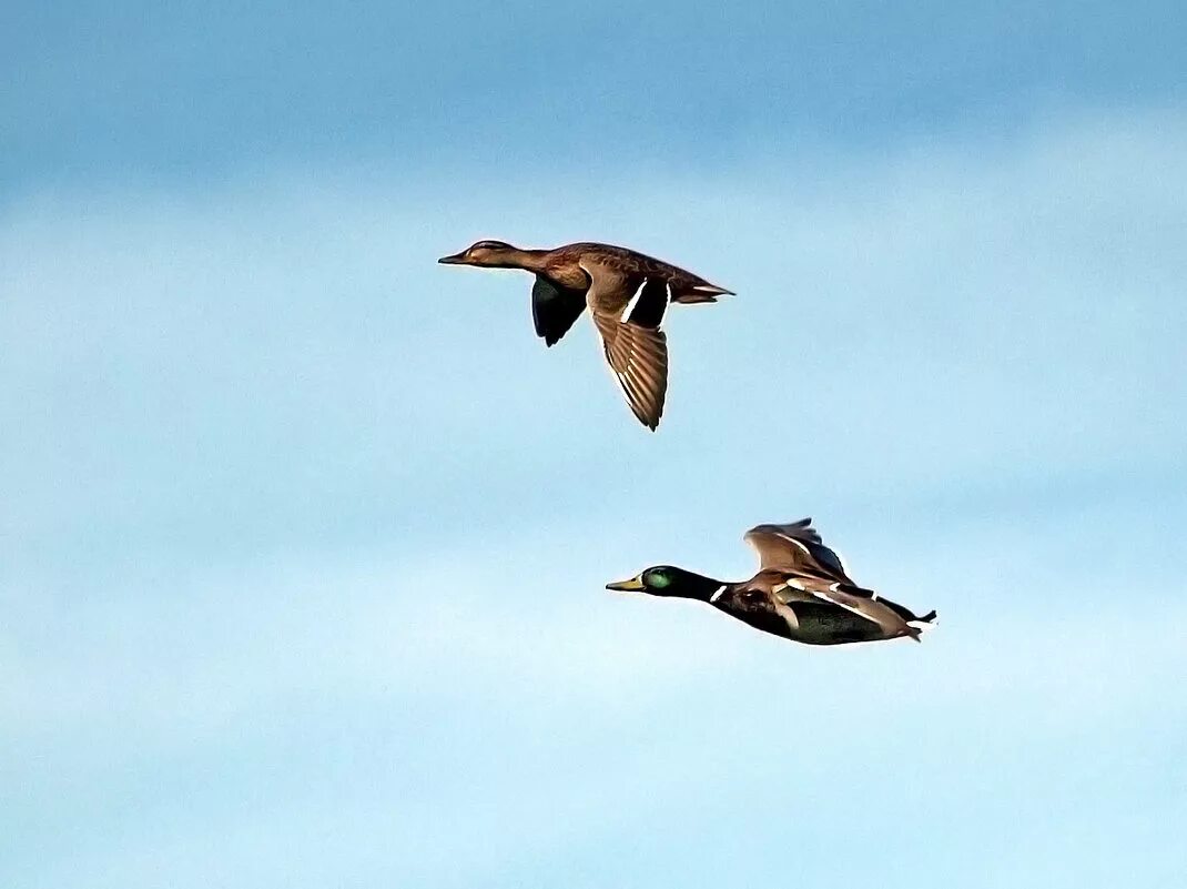 Кряква в полете. Кряква в полете. Селезень утки кряквы в полете. Утка летает. Утка кряква в полете вид снизу.