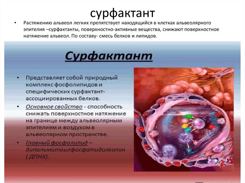 Сурфактант физиологические функции. Строение альвеол сурфактант. Основной компонент сурфактанта:. Лёгочный сурфактант. Лёгочный сурфактант.