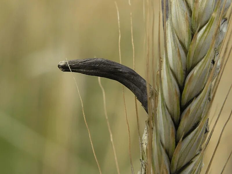 Спорынья (Claviceps purpurea). Спорынья (Claviceps purpurea Tulasne).. Claviceps purpurea – спорынья пурпурная. Спорынья злаков - Claviceps purpurea. Claviceps purpurea