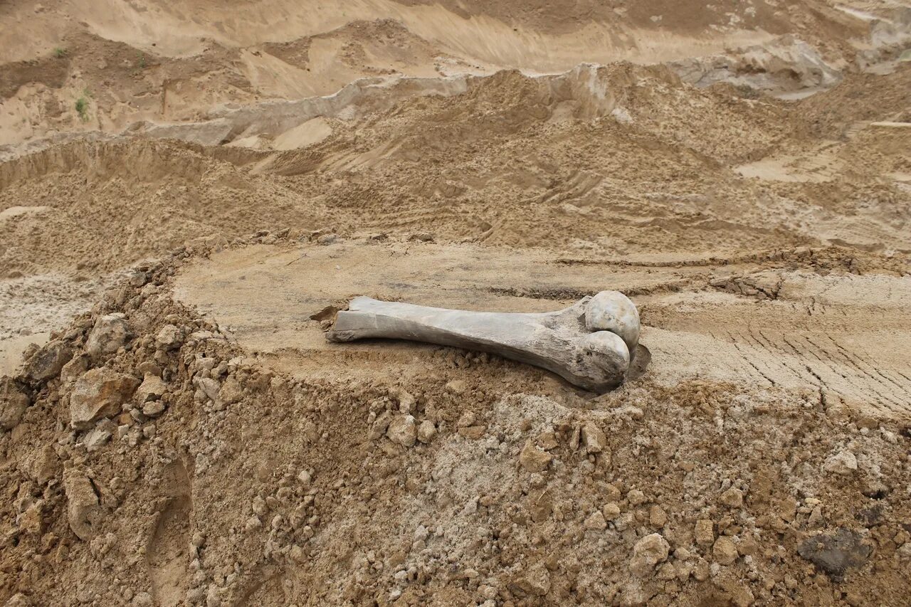 Нашли бизона. Археологический раскопки кости мамонта. Кости древних Мамонтов.