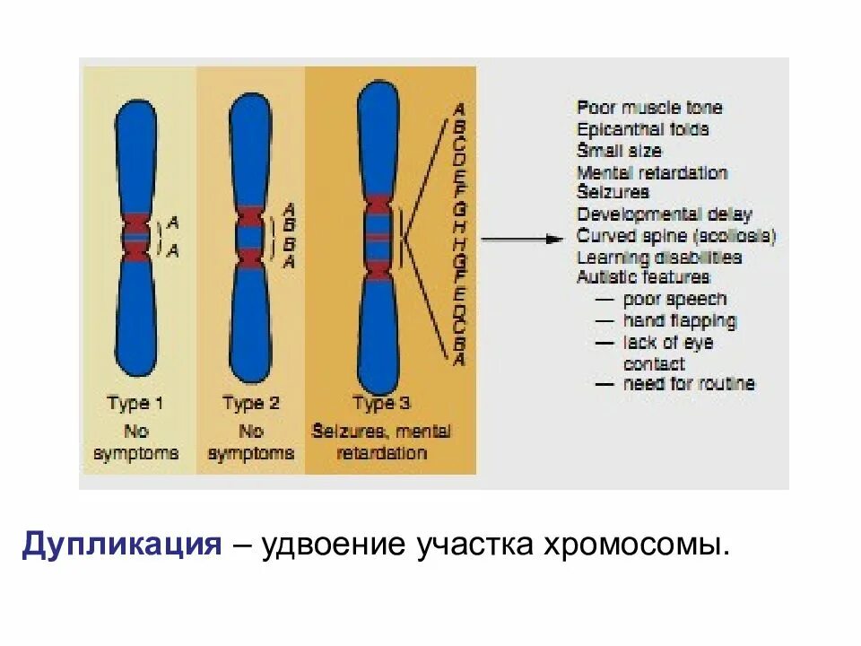 Удвоение участка хромосомы. Дупликация участка хромосомы. Дупликация это в генетике. Удвоение участка хромосомы это мутация. Хромосомные удвоение участка хромосомы