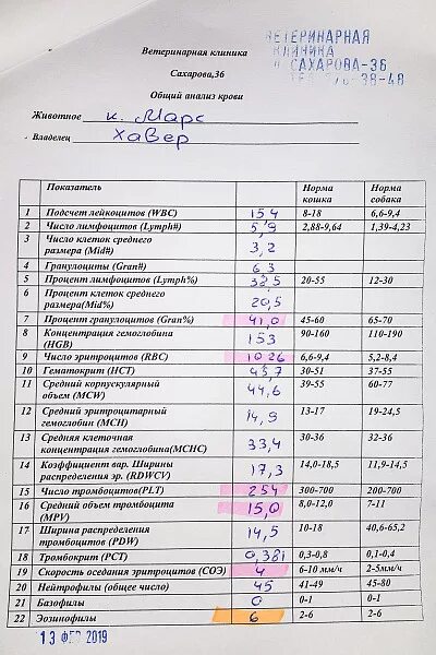 Plt расшифровка норма. PLT В анализе крови. Общий анализ крови PLT. Общий анализ крови PLT норма у женщин. Норма PLT В крови у женщин.