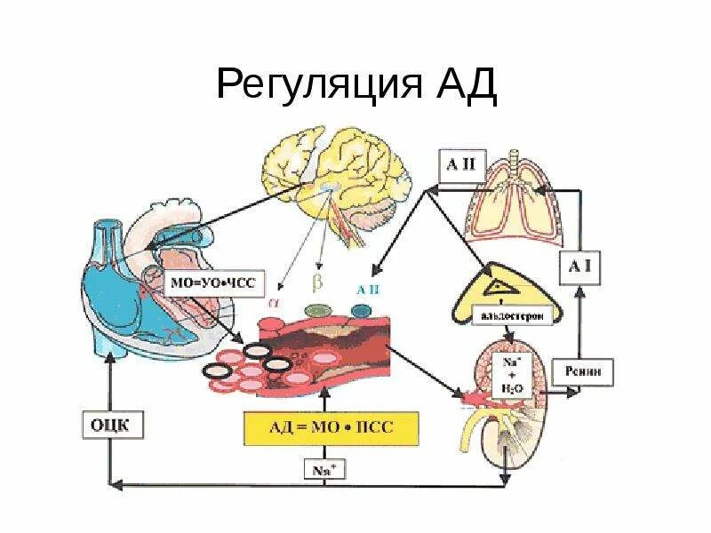 Гуморальная регуляция работы почек. Нервные и гуморальные механизмы регуляции деятельности почек. Механизм нервной регуляции деятельности почек. Регуляция деятельности почек физиология. Механизмы регуляции функции почек.