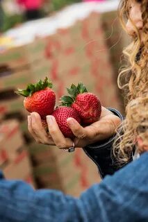 Loren strawberry