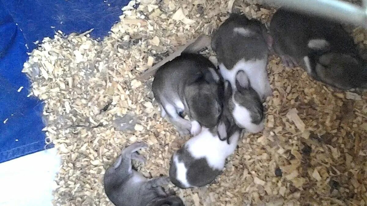Через сколько рожают кролики. Крольчата 3 недели. Кролики 3 недели.