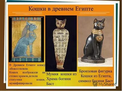 Как называется египетская кошка